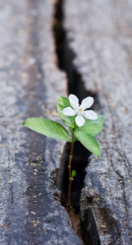 flower-crack-2