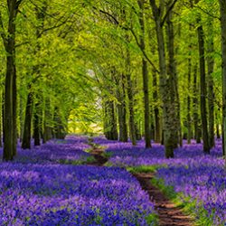 purple_path_small
